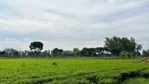 A tea tree garden with rows of lush green tea plants.