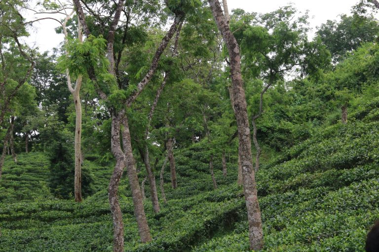 Sylhet tea garden