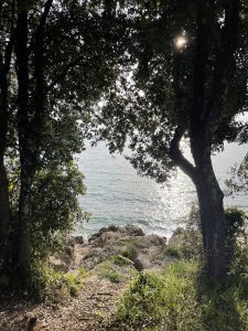  A scenic view of a rocky shoreline and calm sea seen through the gap between two trees, with sunlight filtering through the leafy branches.
