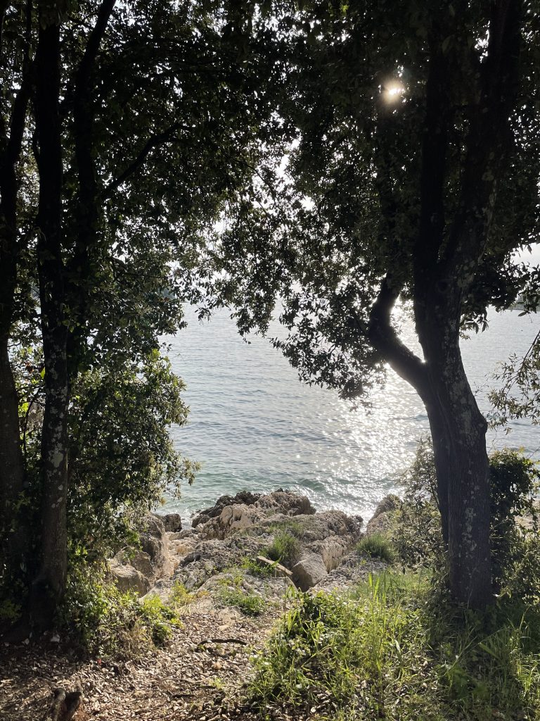 A scenic view of a rocky shoreline and calm sea seen through the gap between two trees, with sunlight filtering through the leafy branches.