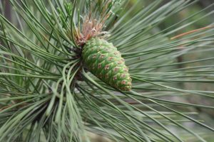 A close-up of a green pine cone surrounded by pine needles on a tree.