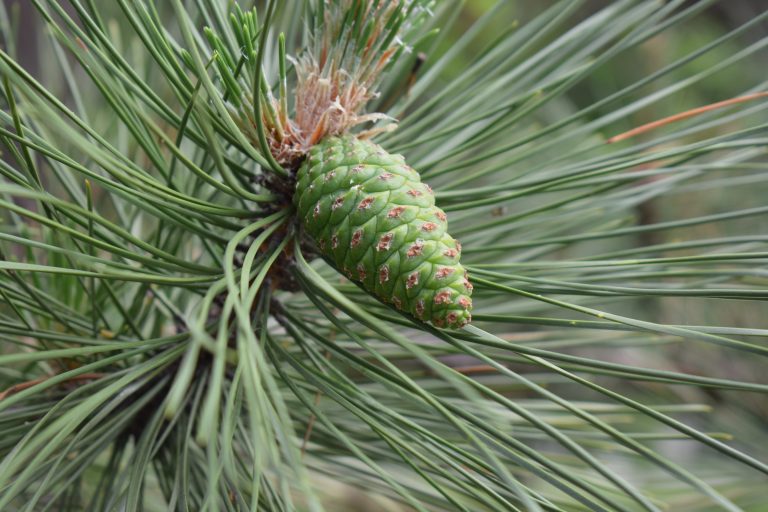 A close-up of a green pine cone surrounded by pine needles on a tree.