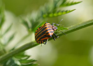 Close-up of an Italian Stiped Bug (Graphosoma italicum) against a blurred green background.