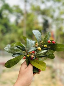 View larger photo: Hand holding piece of Kafal fruit plant