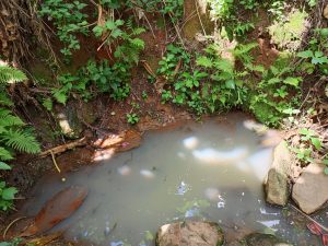 A small muddy water pond surrounded by rocks, green plants, ferns, and moss. 