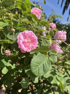 Close-up of a blooming pink rose surrounded by green leaves and several rose buds on a sunny day 