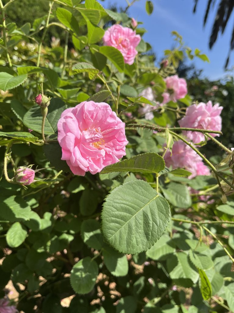 Close-up of a blooming pink rose surrounded by green leaves and several rose buds on a sunny day