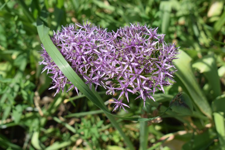 A close-up of a purple Allium flower in bloom with narrow green leaves and a blurred green background.