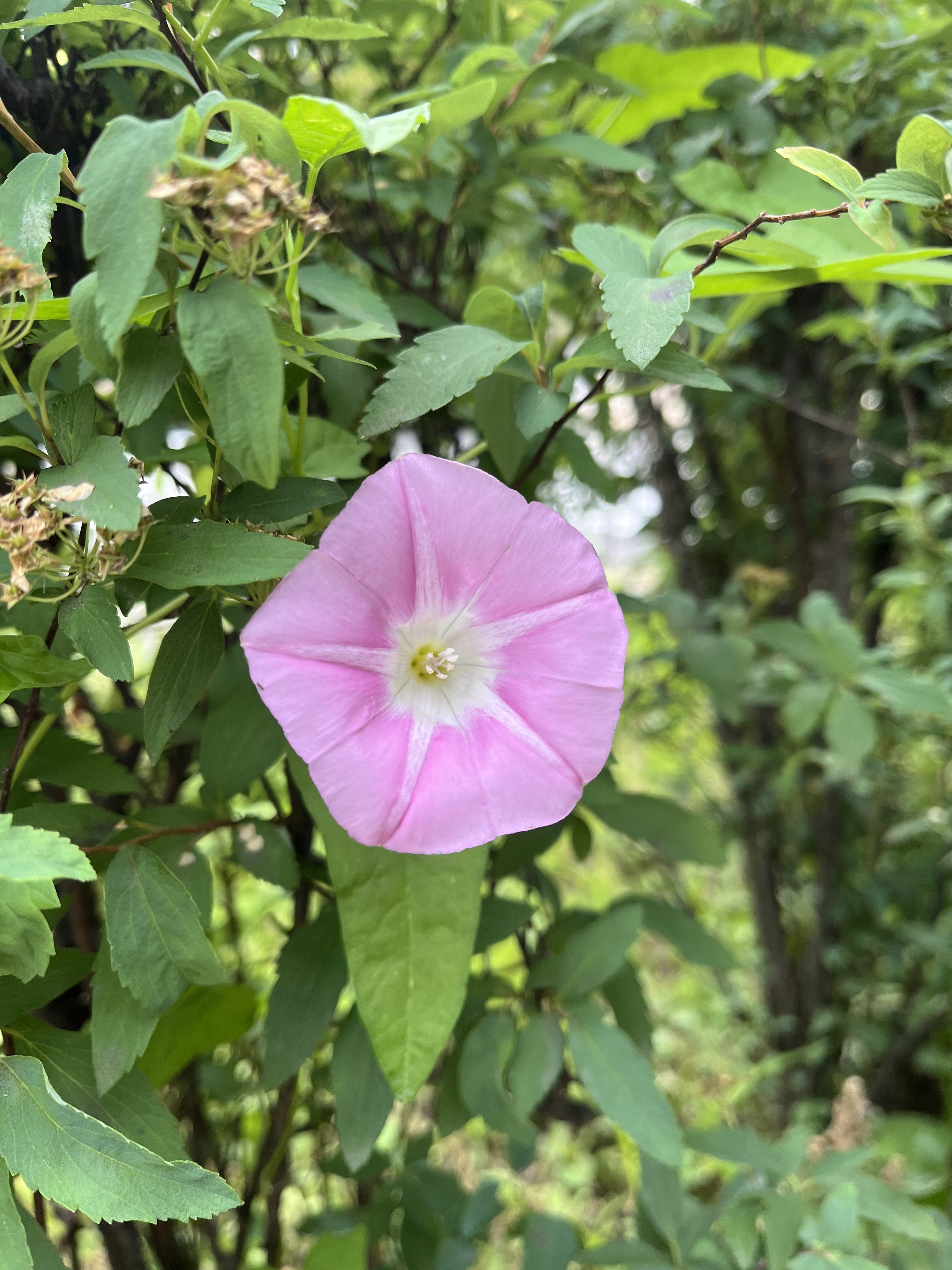 A close-up of a blooming pink morning glory flower surrounded by green leaves and foliage.