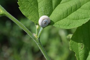 A small, white snail with a spiraled shell is resting on the edge of a green leaf.