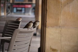 Three sparrows perched on the back of a beige plastic chair