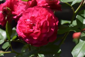 View larger photo: Close up of a pink rose