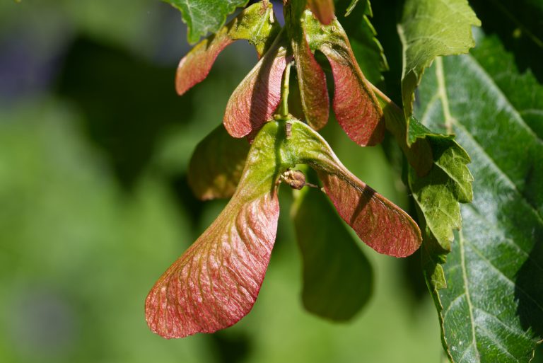 Young red-green fruits develop on Acer tataricum. With a dark green leaf and blurred green background.