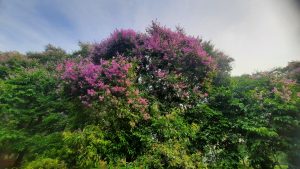 Lush greenery with a large tree filled with vibrant pink queen's crape flowers against a backdrop of a blue and cloudy sky.