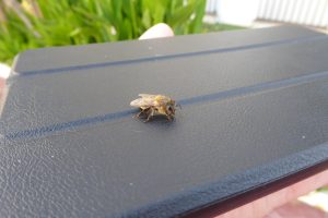 Honeybee resting on an black leather tablet case