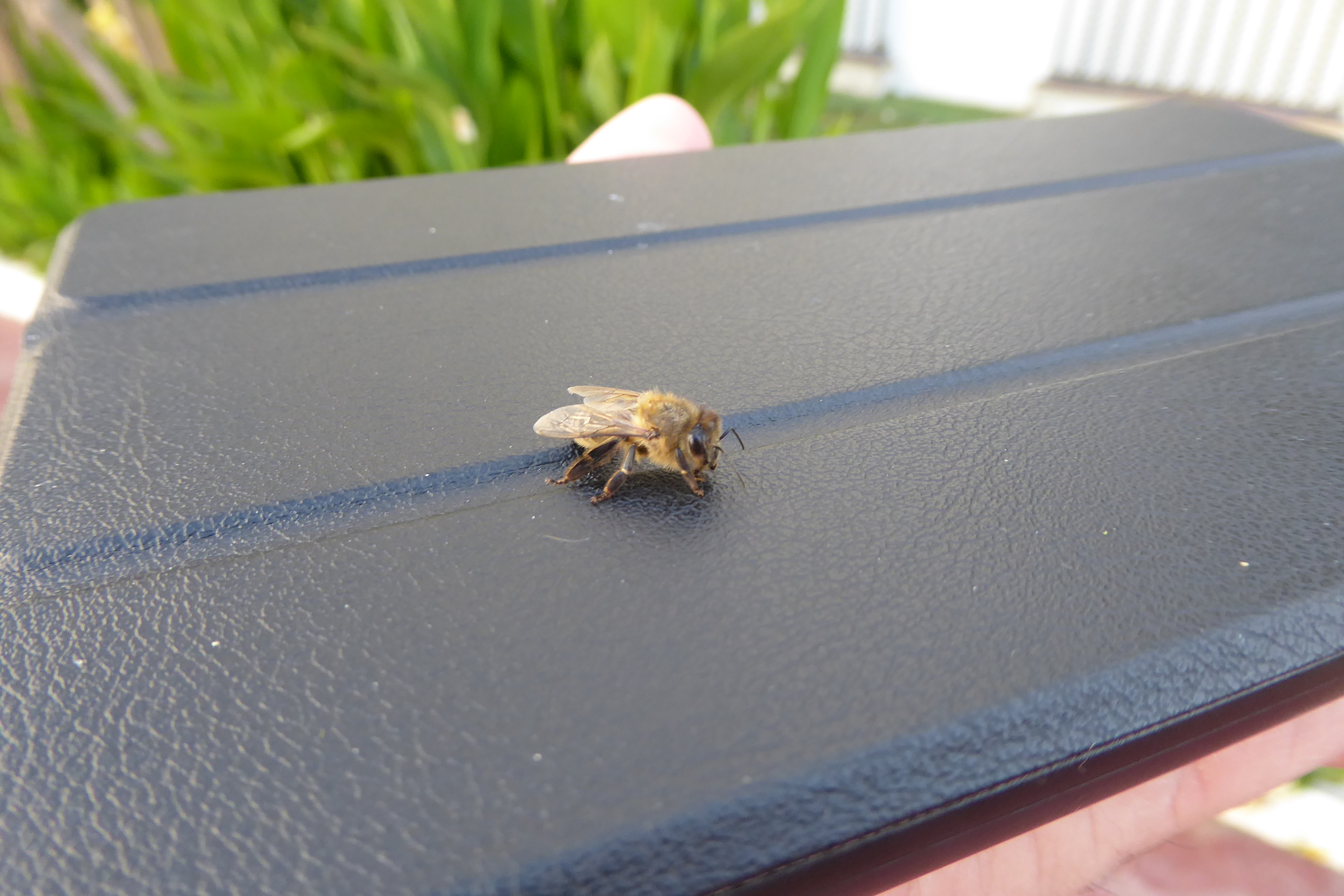 Honeybee resting on an black leather tablet case