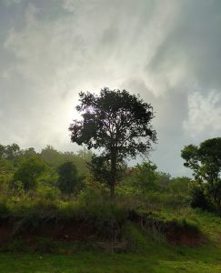 Sunset light behind tree.