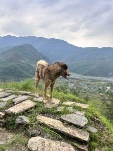A dog standing on a rocky path with a scenic mountain range and a small village in the background. The sky is covered with clouds, and the terrain is green and lush.