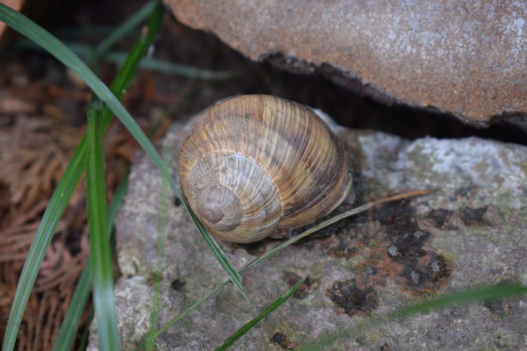 Close up of a snail inside its shell on top of a rock.