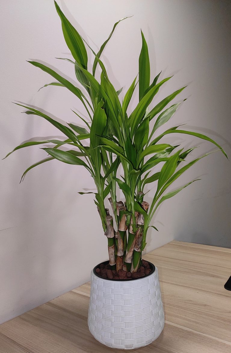 Lucky bamboo in a decorative textured white pot, placed on a wooden surface against a white wall.