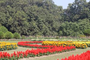 Flower garden near a forest