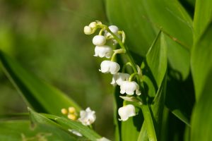 View larger photo: Close-up of a lily of the valley inflorescence.