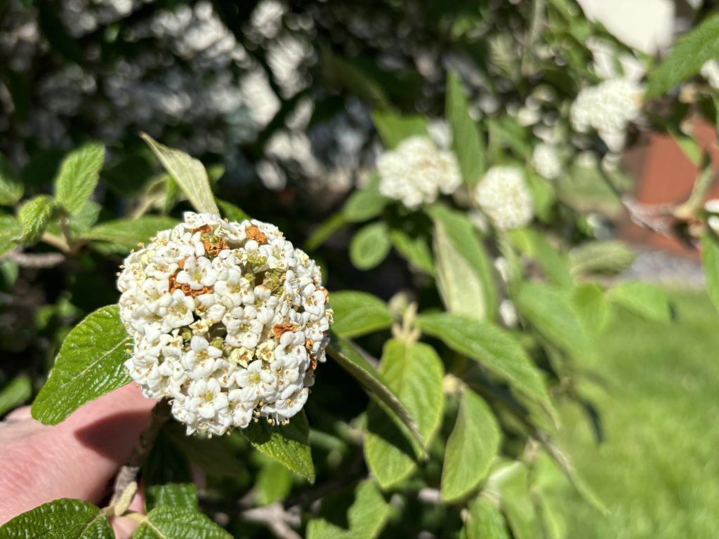 Tiny white flowers clustered together, held by a hand.