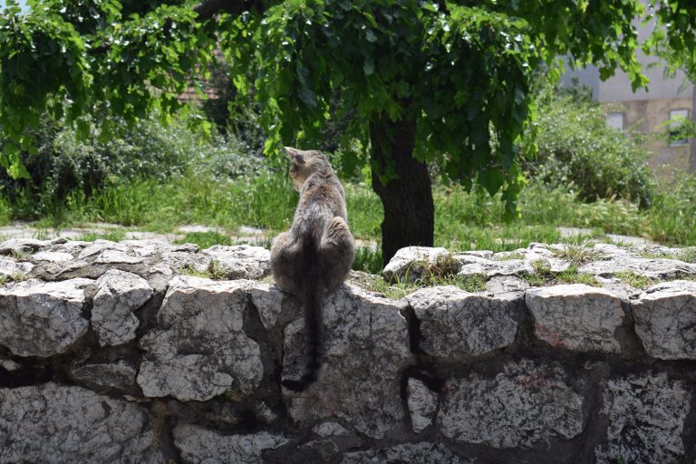 A cat with gray and brown fur is sitting on a stone wall, facing away from the camera, with green foliage and a tree in the background.