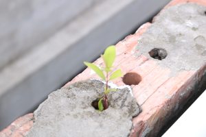 Tree sapling growing from a hole in a brick