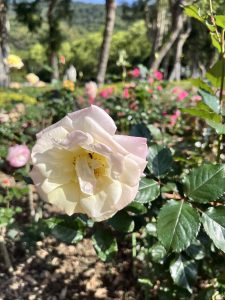 Close-up image of a pristine white rose in bloom, captured amidst the lush greenery of a Taipei, Taiwan rose garden.