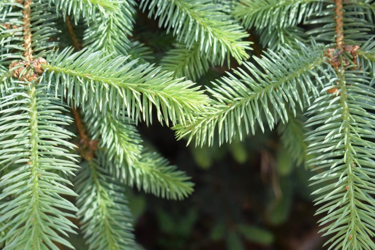 Green pine needles.