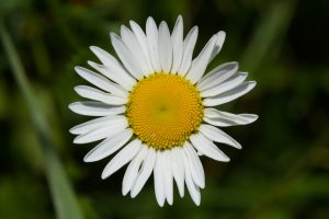 The flower of a meadow daisy (bot. Leucanthemum vulgare) against a dark background