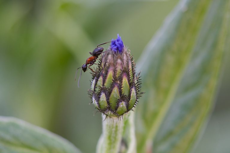 Closeup of a black and red ant on a flower bud of Centaurea montana on a green, blurred background.