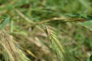 View larger photo: A brown grasshopper perched on a green wheat spike in a field.