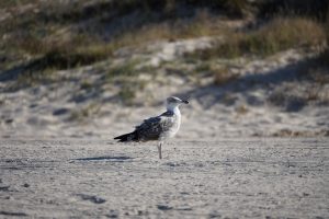 A seagull standing alone on a sandy beach