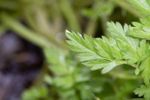 Macro photo of a leaf, blurred background