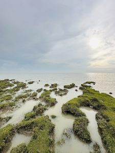 View larger photo: Coast view with grass covered mud