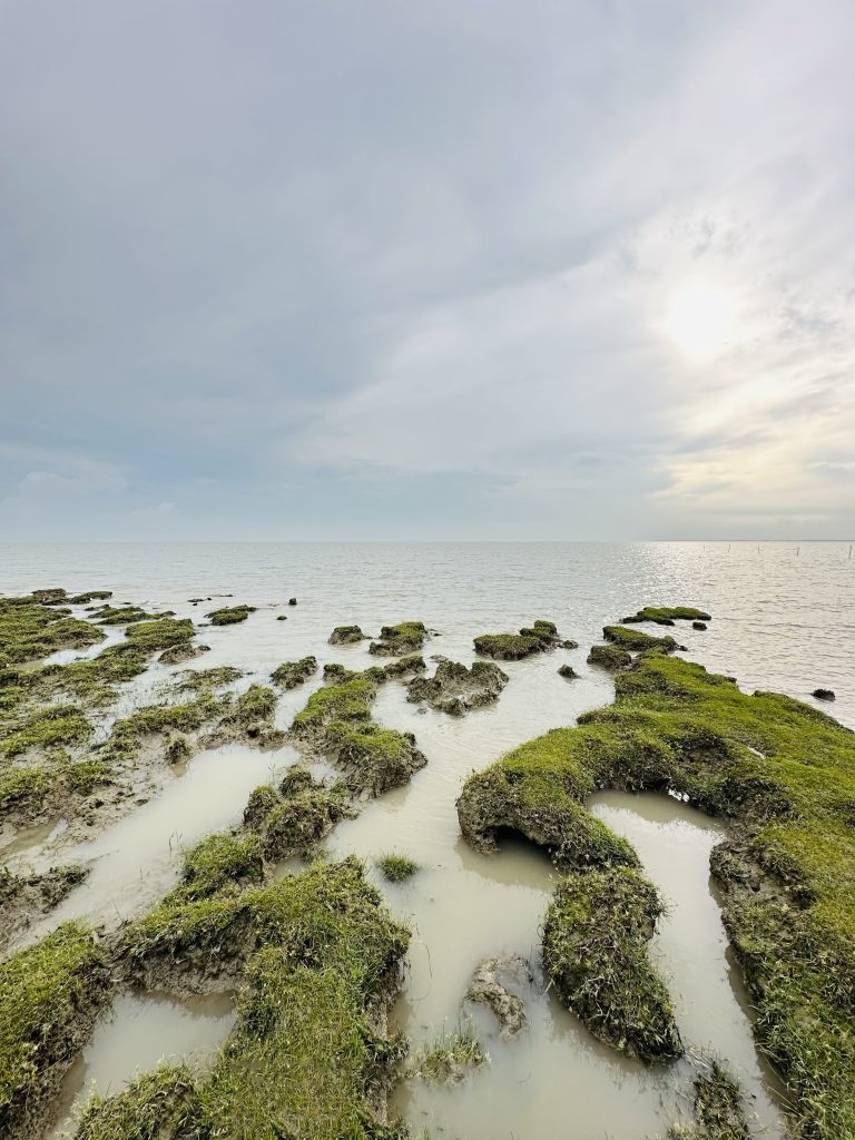 Coast view with grass covered mud