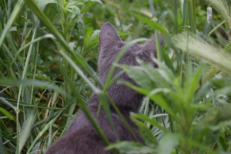 A grey cat partially obscured by blades of green grass, focusing on something outside of the frame.