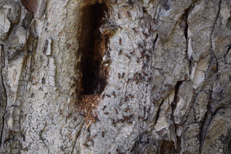 Tree bark with a group of ants.