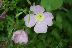 Close up of the purple yellow flower with blurred green leaves. 