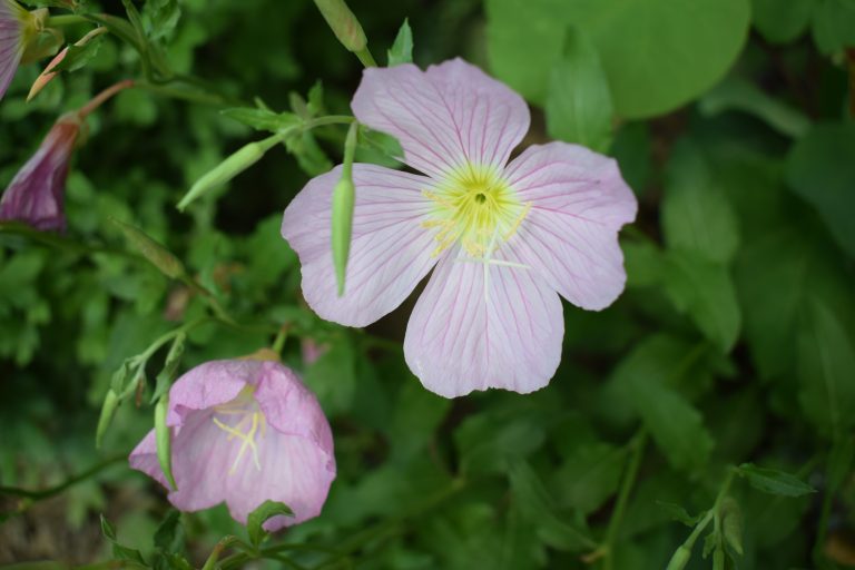 Close up of the purple yellow flower with blurred green leaves.