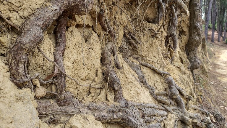 Tree root inside the hill land. Root provides water supply to the plant.