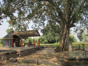 Mahadev Temple in Laxtirth Vasahat Kolhapur. The tree covers the whole area of ??the temple. With the shade of the tree, the area feels natural coolness even in the hot afternoon sun. The lake in front of the temple adds to the natural beauty. Due to this, this area has always attracted many painters. The landscape paintings of this area are very f