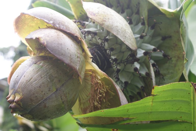 Close-up of a banana blossom with visible bananas developing above, surrounded by large green leaves,