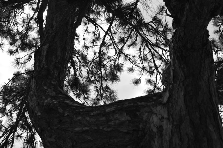 A black and white photograph looking up at the canopy of a tree with twisted branches and needles silhouetted against the sky.