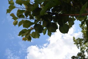 Green leaves on tree branches against a blue sky with scattered white clouds.