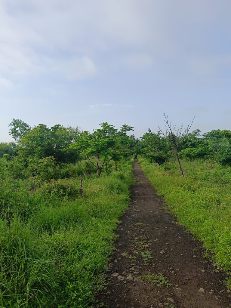 A deep trail getting into a low forest.