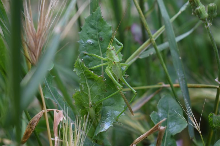 A green grasshopper sitting on a leafy plant amidst tall grass.