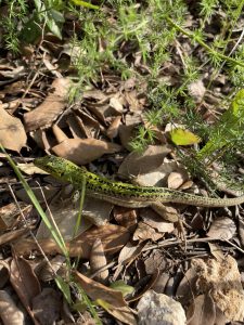  A green and brown lizard with dark spots on its back is camouflaged against a forest floor covered with leaves and twigs. There are also some green plants and foliage around it.
